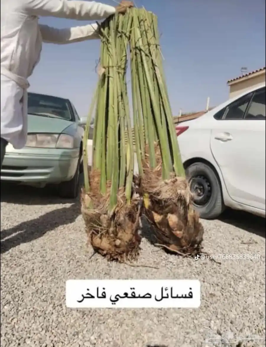 فسايل ونخيل بجميع انواعها 3