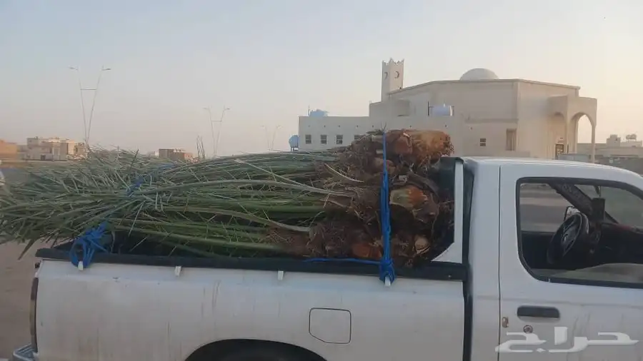 يوجد لدينا جميع انواع النخيل المثمرة وزينه 1