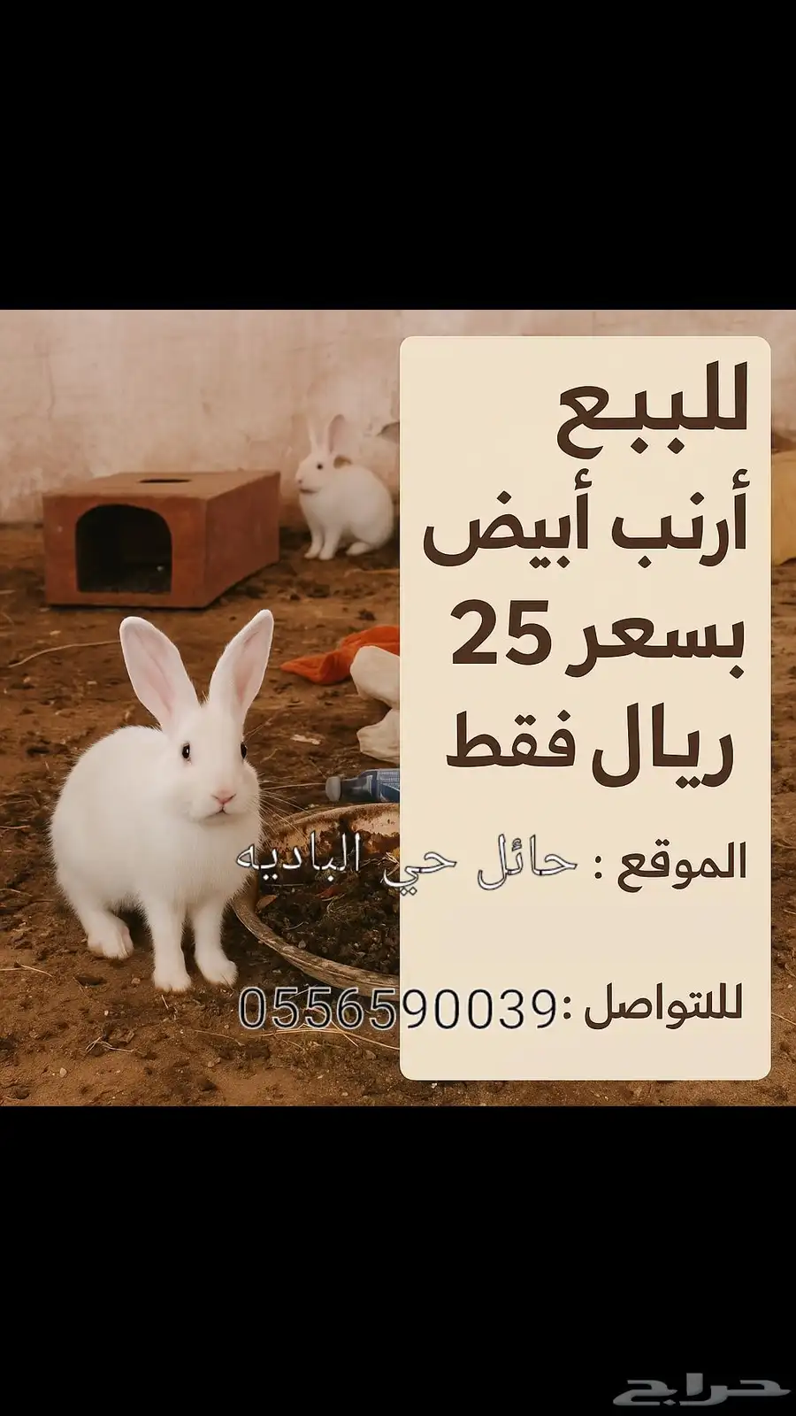 ارنب ابيض للبيع الوحده 25 0