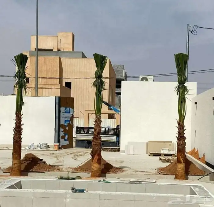 نخل نخيل واشنطن للبيع 4