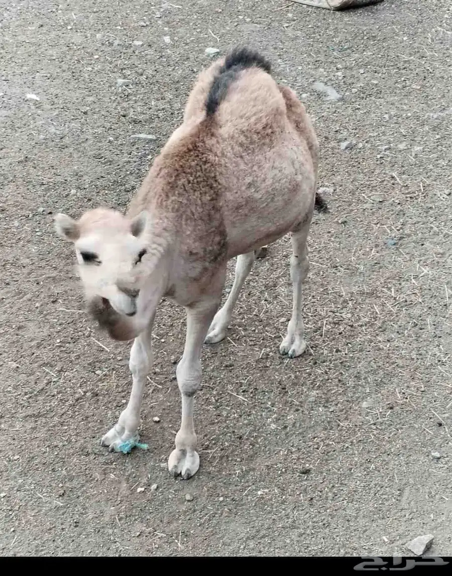 قعود جبر بلدي كفو 0