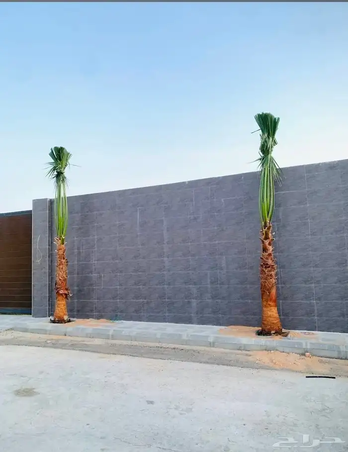 نخل نخيل واشنطن للبيع 2