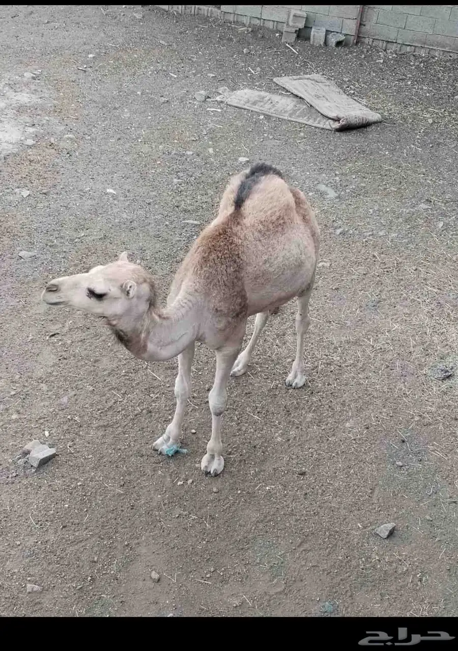 قعود جبر بلدي كفو 1