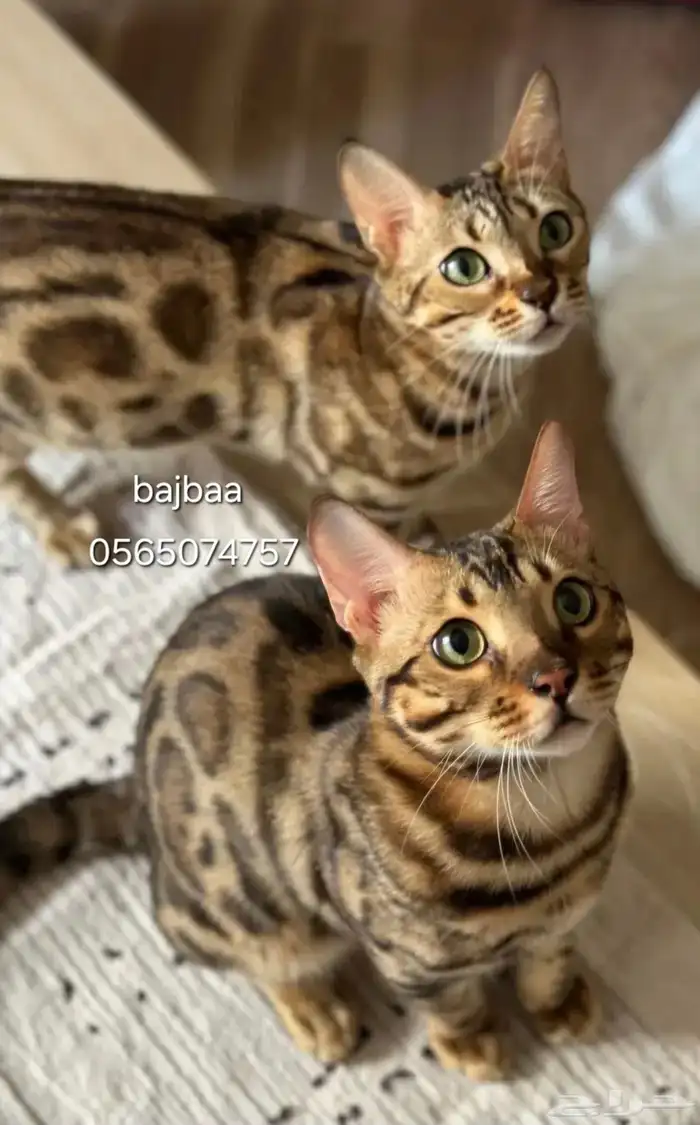 للحجز كيتن بنقالي بيور 1