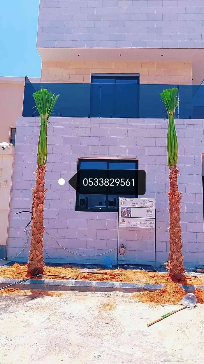 نخل نخيل واشنطن للبيع 0