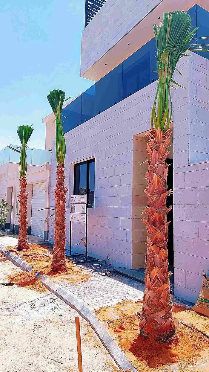 نخل نخيل واشنطن للبيع 1