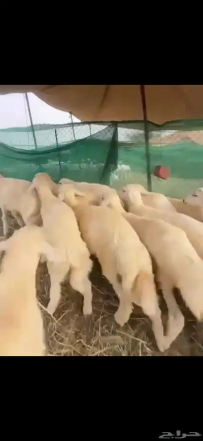 طليان ذبائح للبيع 2