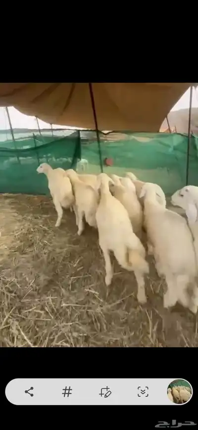 طليان ذبائح للبيع 1