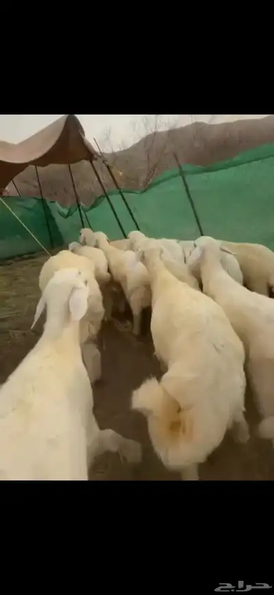 طليان ذبائح للبيع 3
