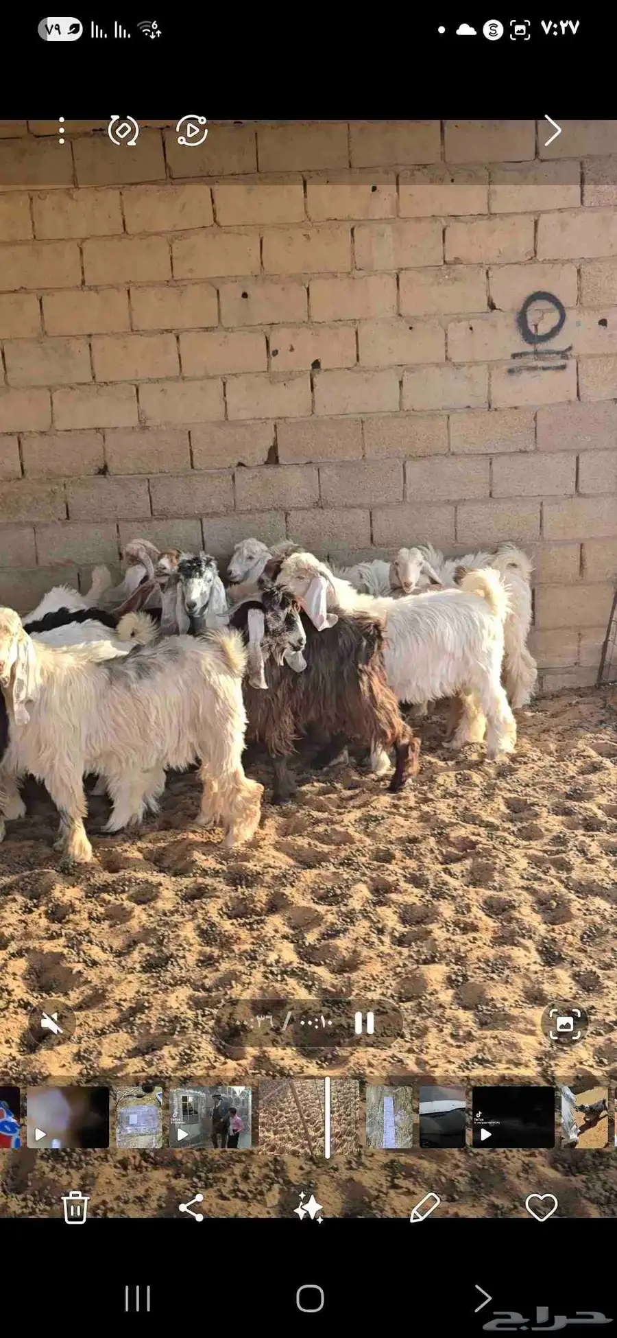 شقراء 1
