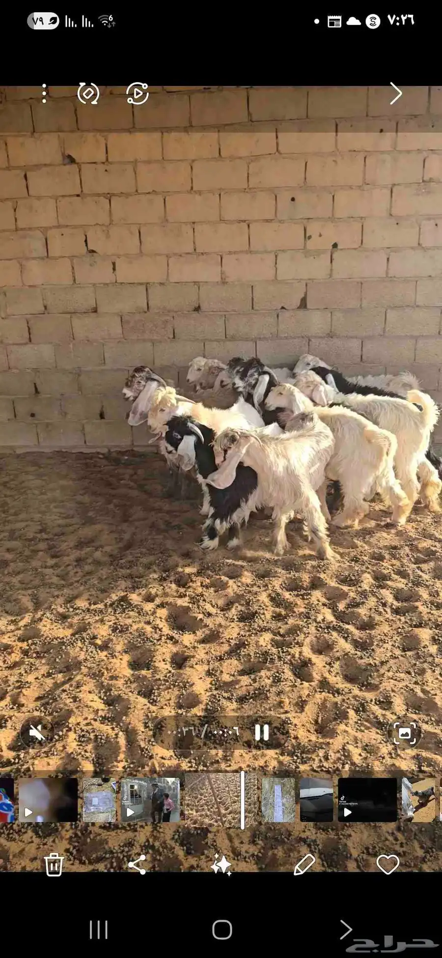 شقراء 0