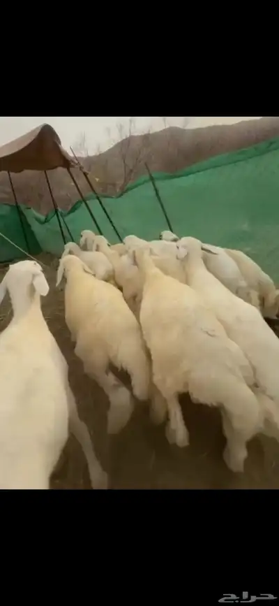 طليان ذبائح للبيع 4