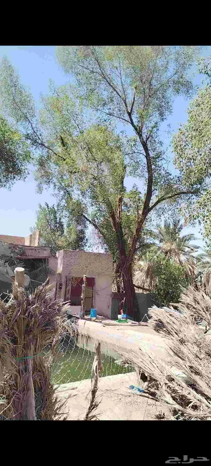 جذوع أشجار بزرومي ونخل وجريد 0