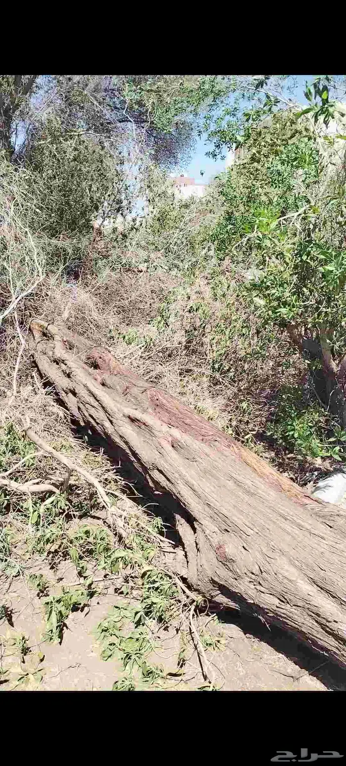 جذوع أشجار بزرومي ونخل وجريد 1