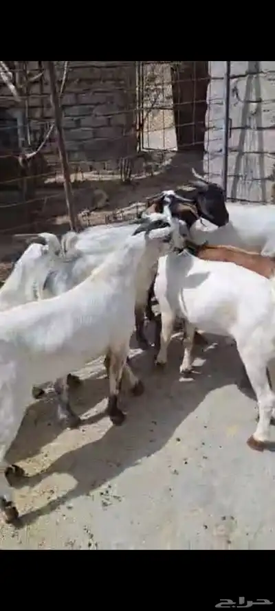 تيوس ذبايح  ماشاء الله تبارك الله 2