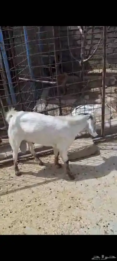 تيوس ذبايح  ماشاء الله تبارك الله 1