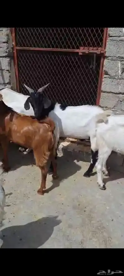 تيوس ذبايح  ماشاء الله تبارك الله 4