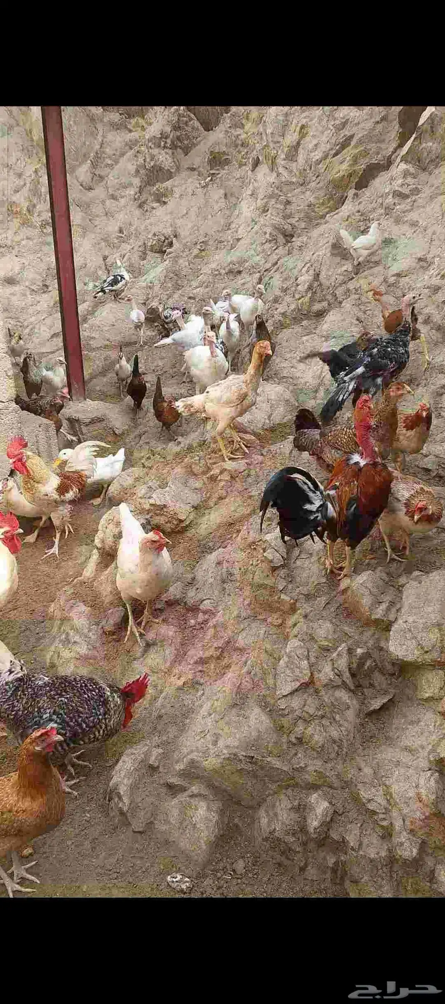 دجاج ما شاء لمن اراد التربيه او الذبح 0