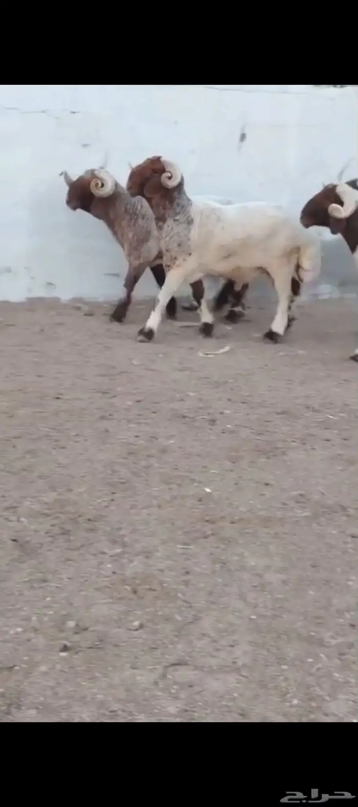 فحول نعيم صنف 11