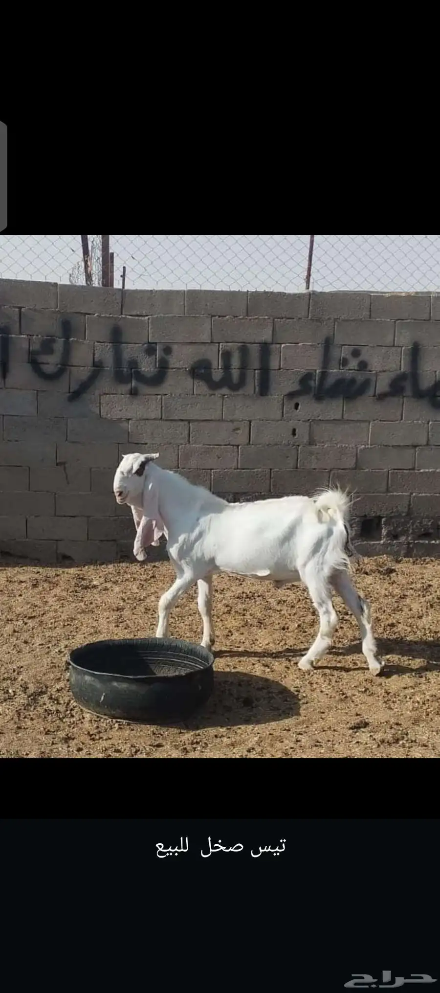تيس جذع للبيع بالقريات 0