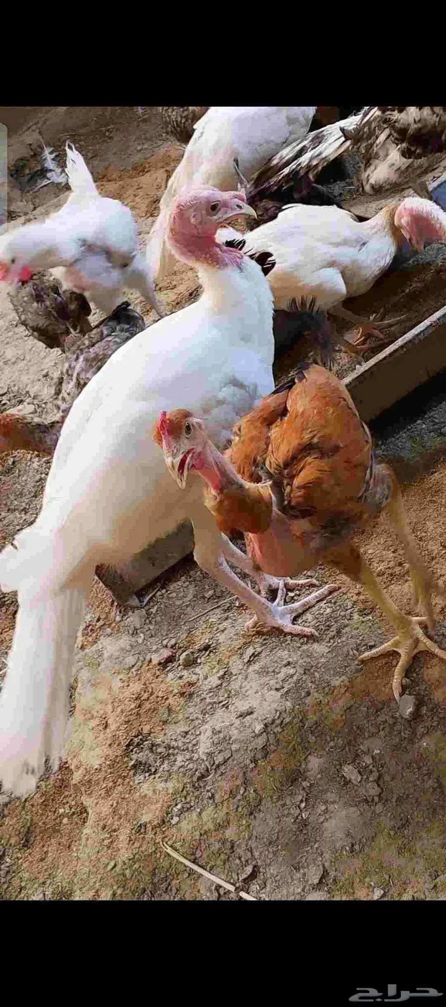 دجاج ما شاء لمن اراد التربيه او الذبح 3