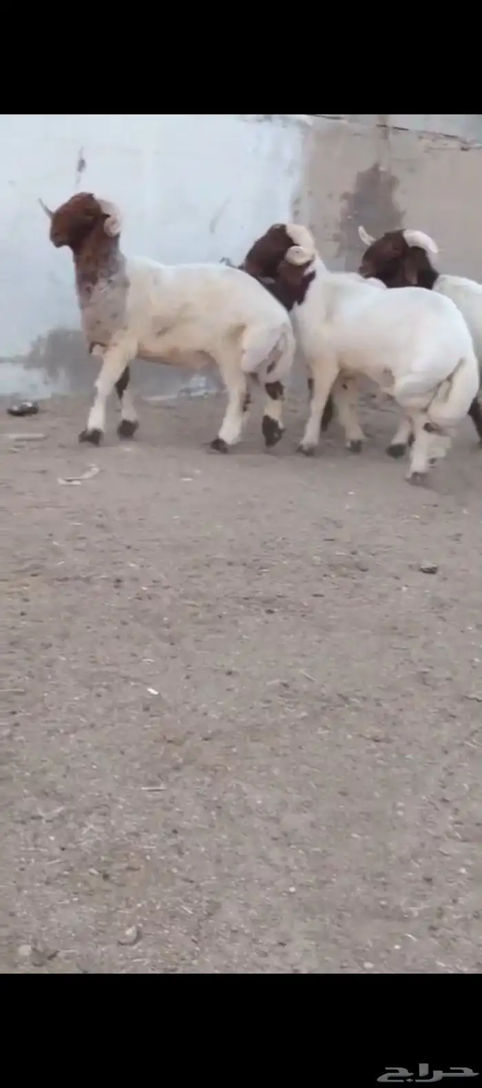 فحول نعيم صنف 7