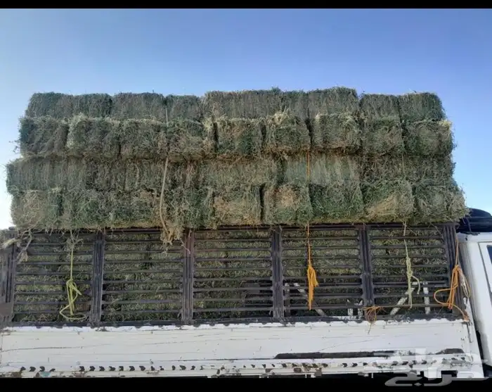 دنه بيع وشراء برسيمميرسي مشد 90 يوصل لحد الشبك. بلونه افضل. 5