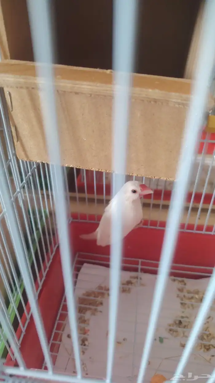 زوج طيور جاوا ابيض 1