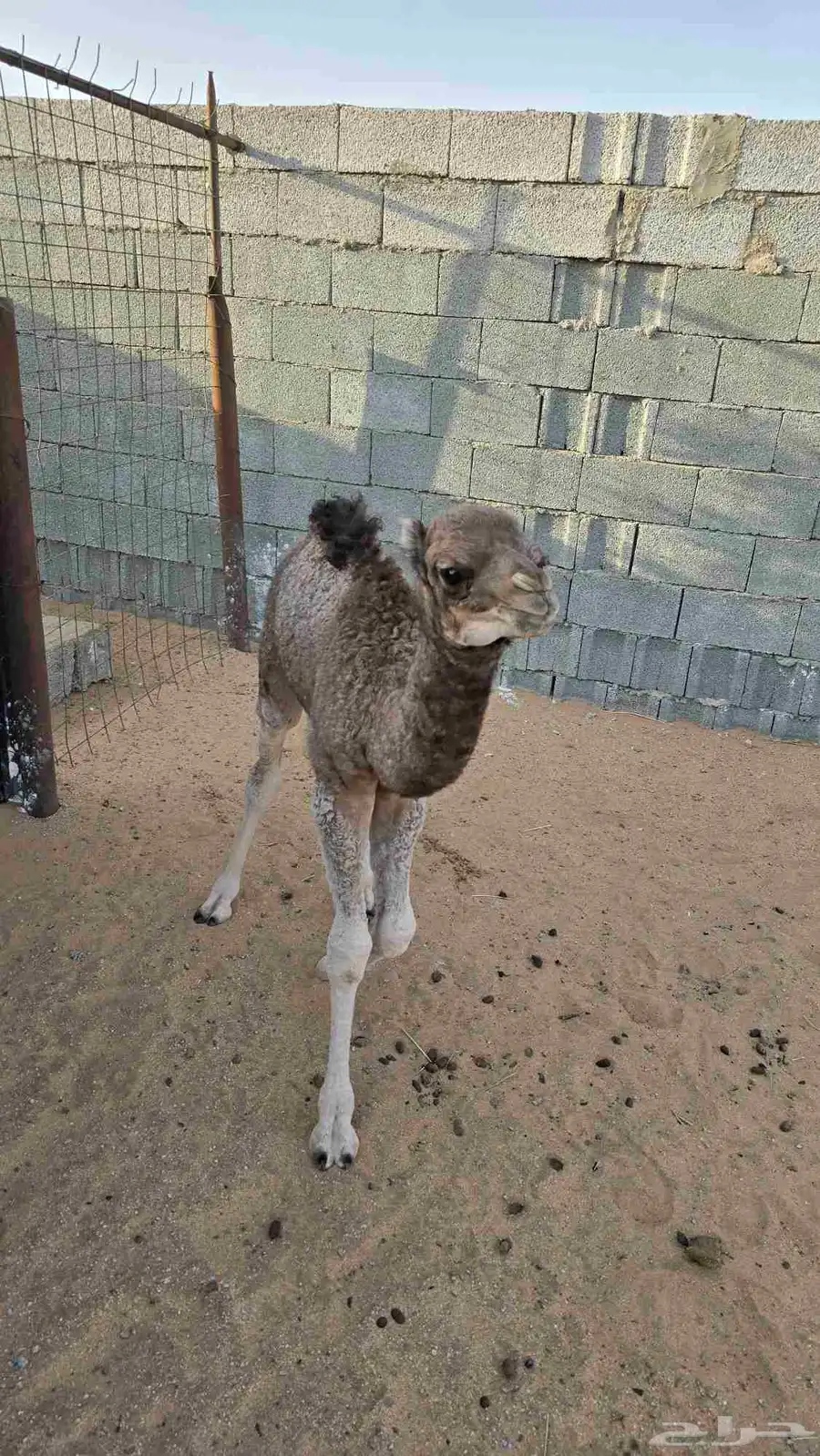 بكرة بعمر 20 يوم صحتها ماشاء الله تبارك الرحمن ضيار 0