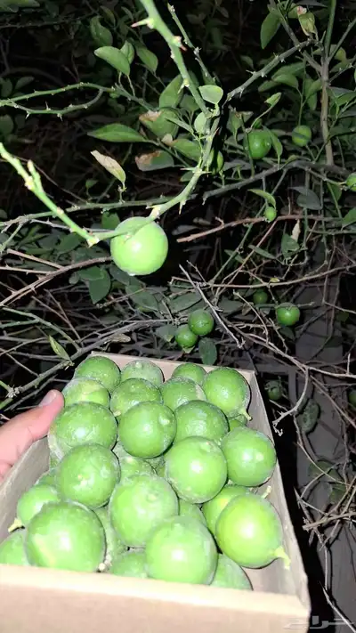 ليمون حساوي من مزرعتنا 0