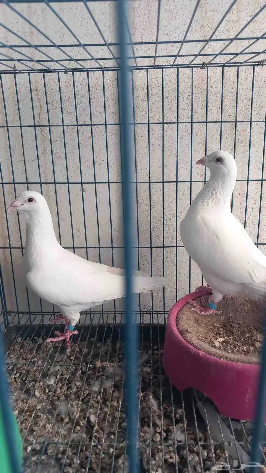 7 أجواز زاجل اصيل نوادر 0