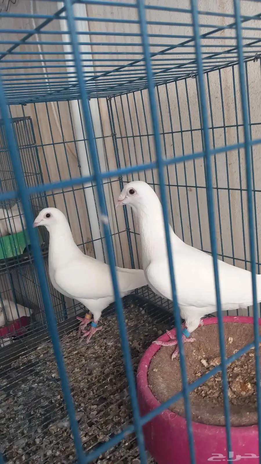 7 أجواز زاجل اصيل نوادر 9