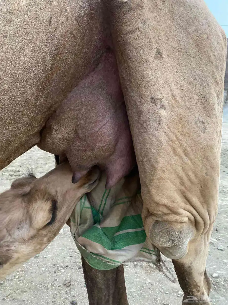 ناقة عاديه للبيع تحتها بكره 1