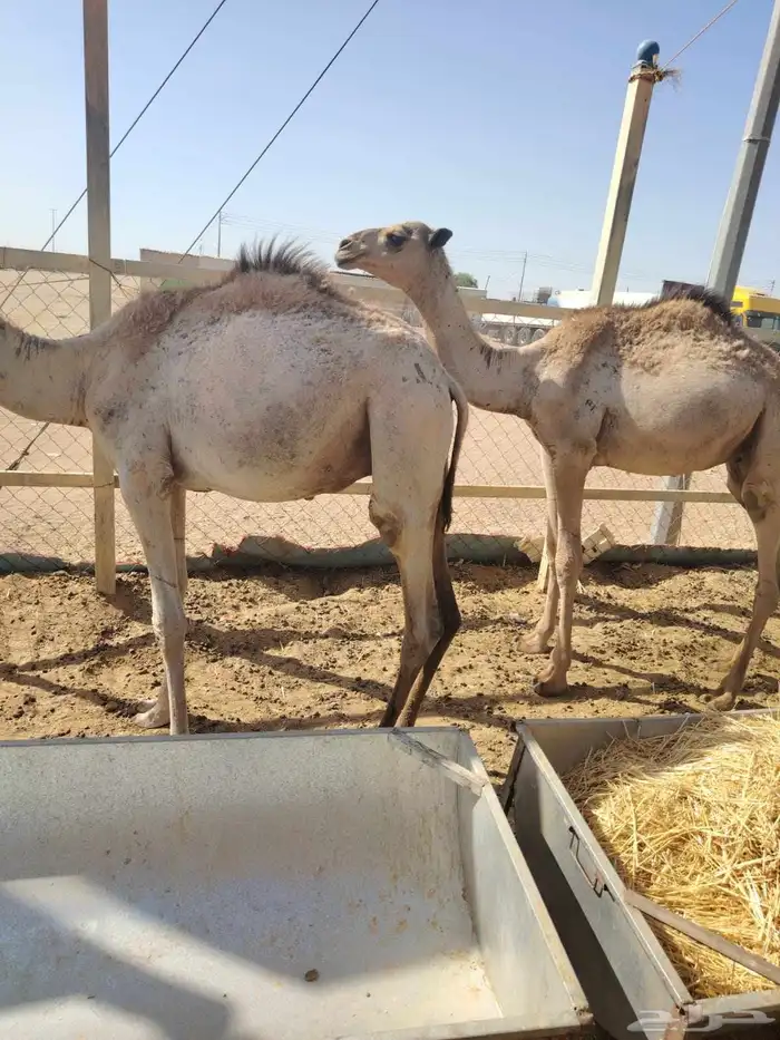 برابر وتيوس وسواكن وقعود صومالية مناسبه للاعراس والمناسبات 2