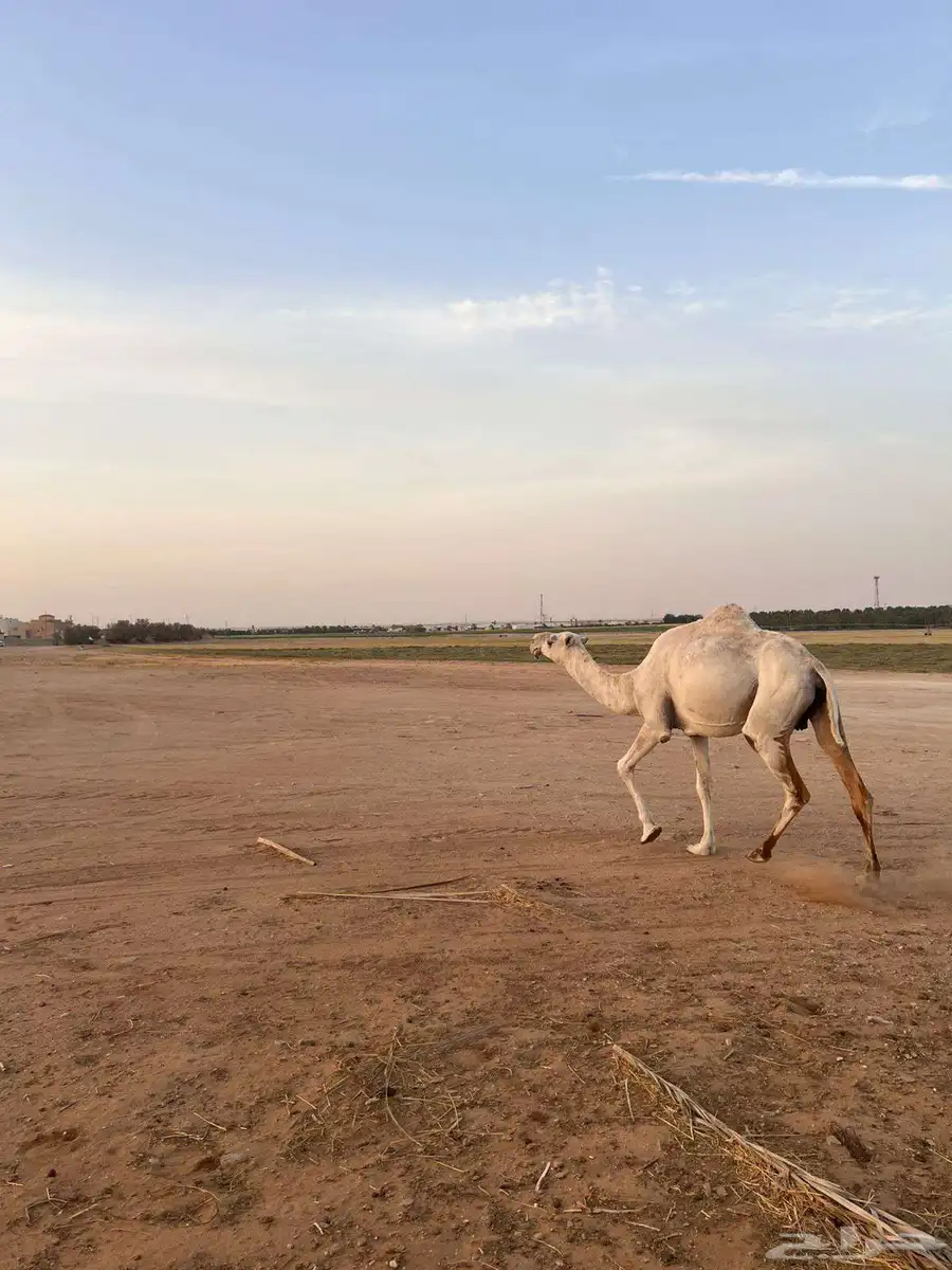 ناقة لقحه 0