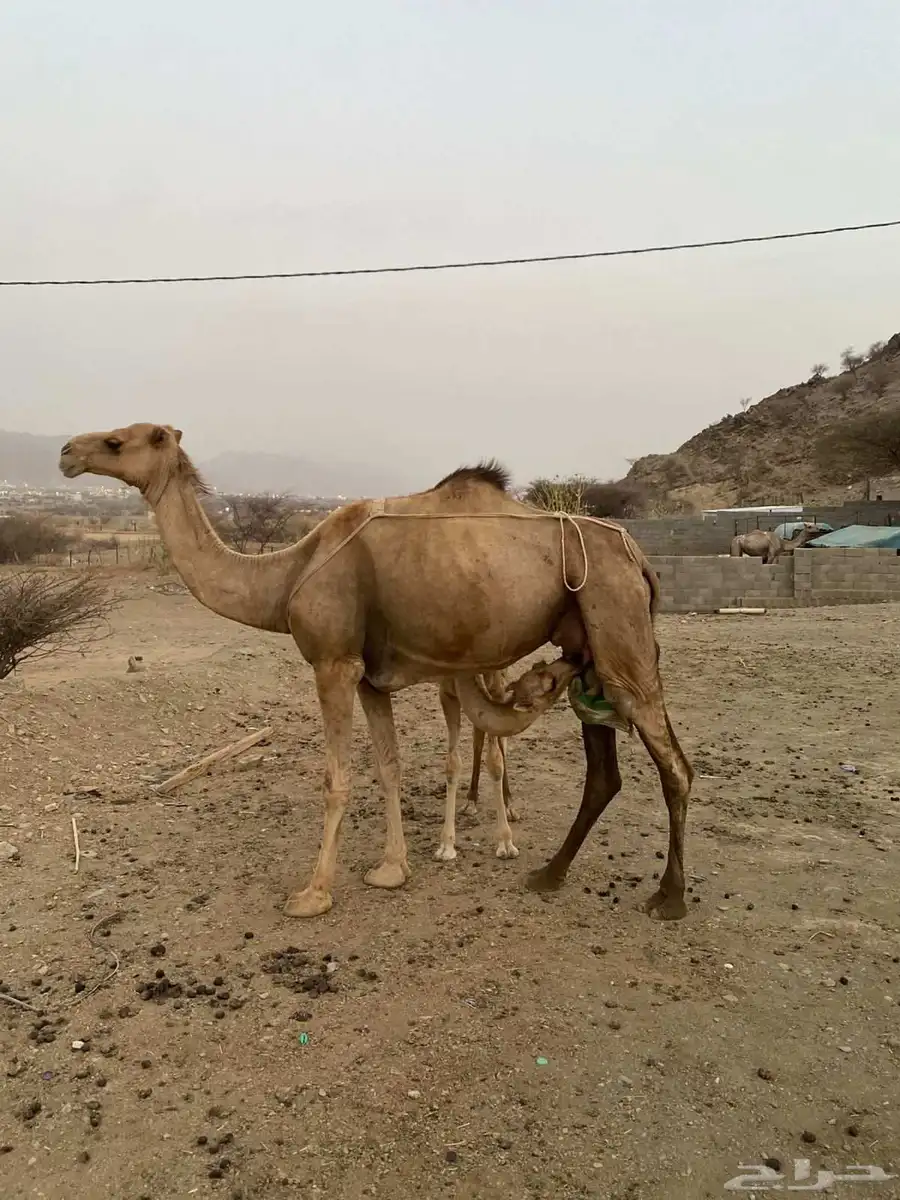 ناقة عاديه للبيع تحتها بكره 0