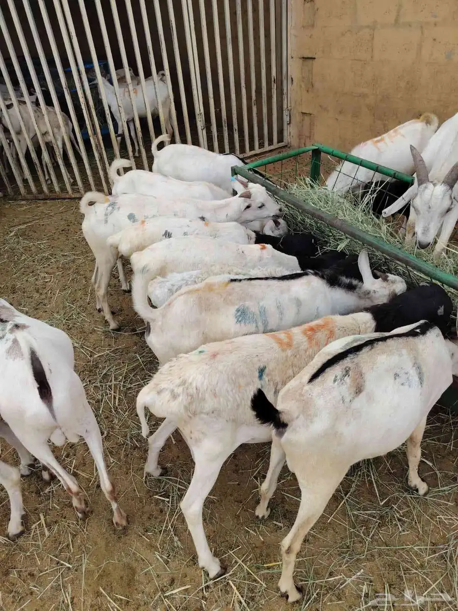غنم برابر و تيوس و سواكني و نعيمي 2