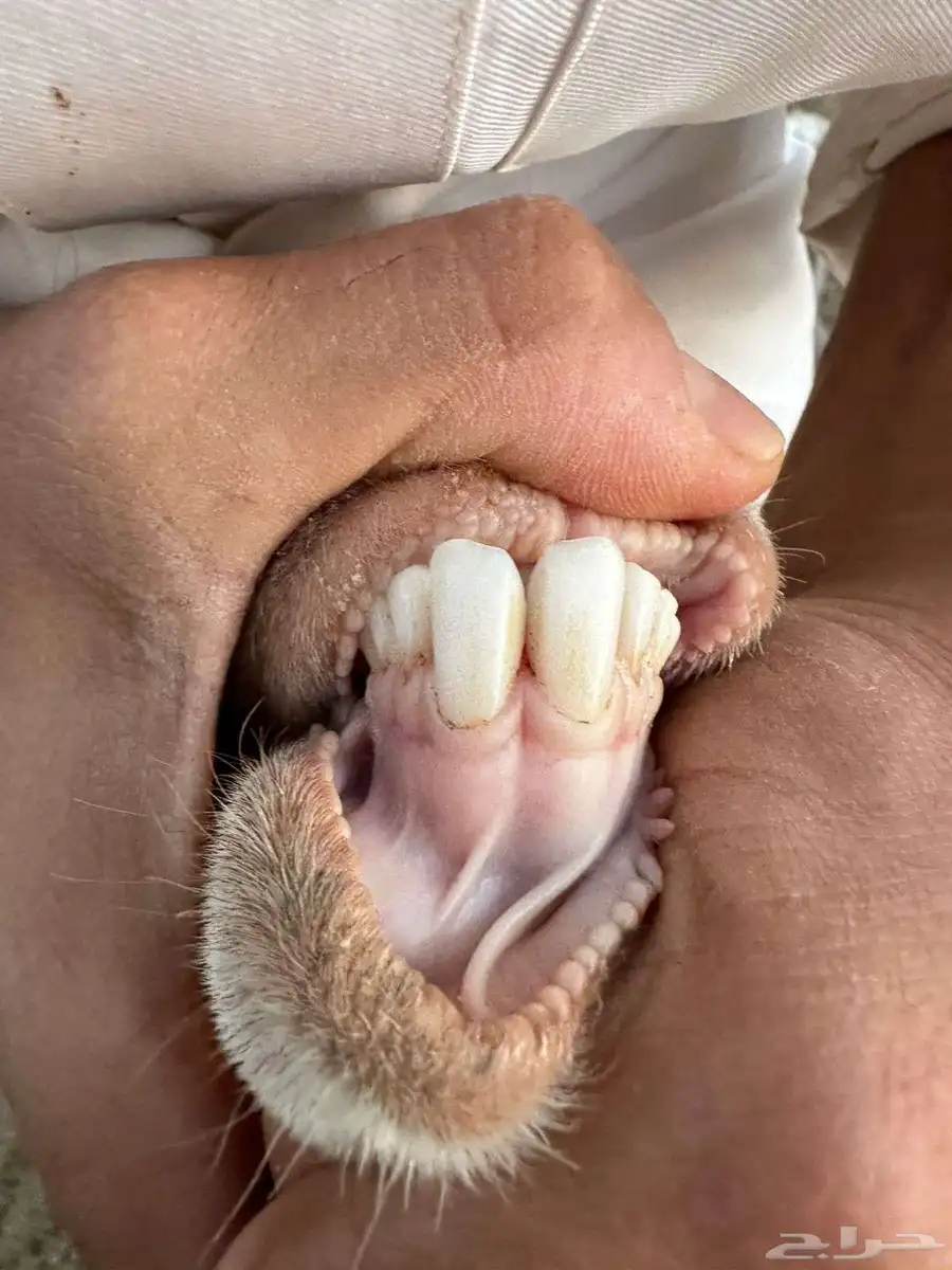4جفار ولد تحتها 4بهمها كله تيوس . معها تيس فحل صنف 1