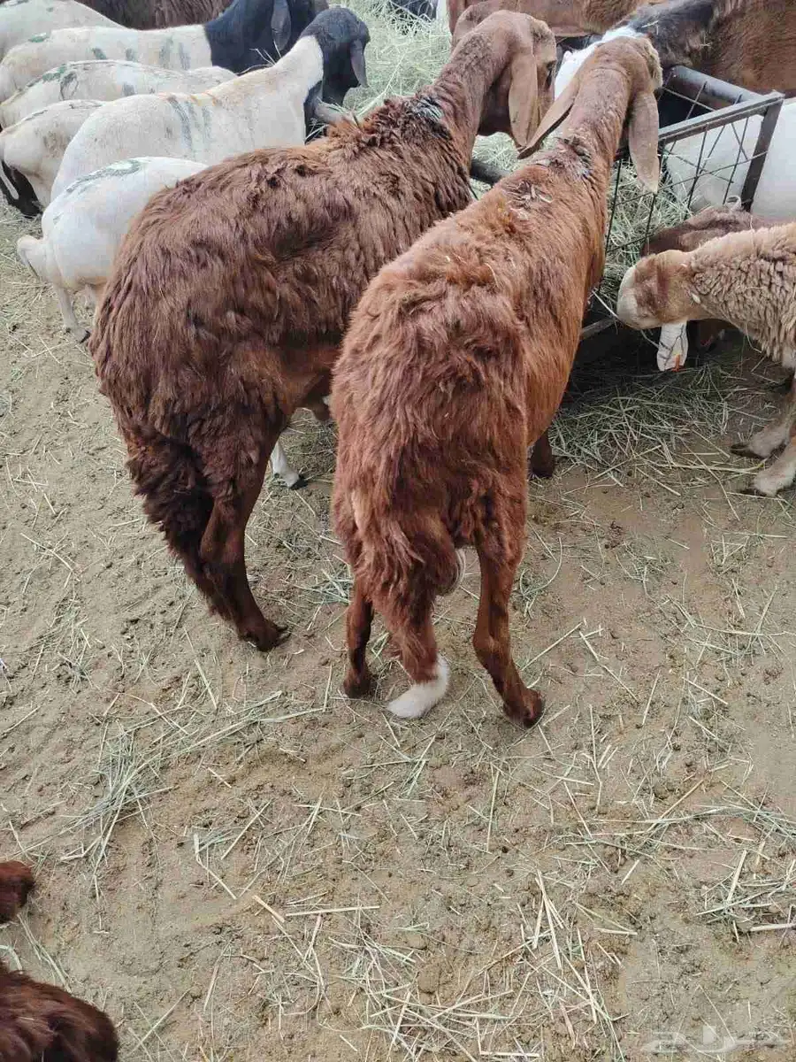 غنم برابر و تيوس و سواكني و نعيمي 7