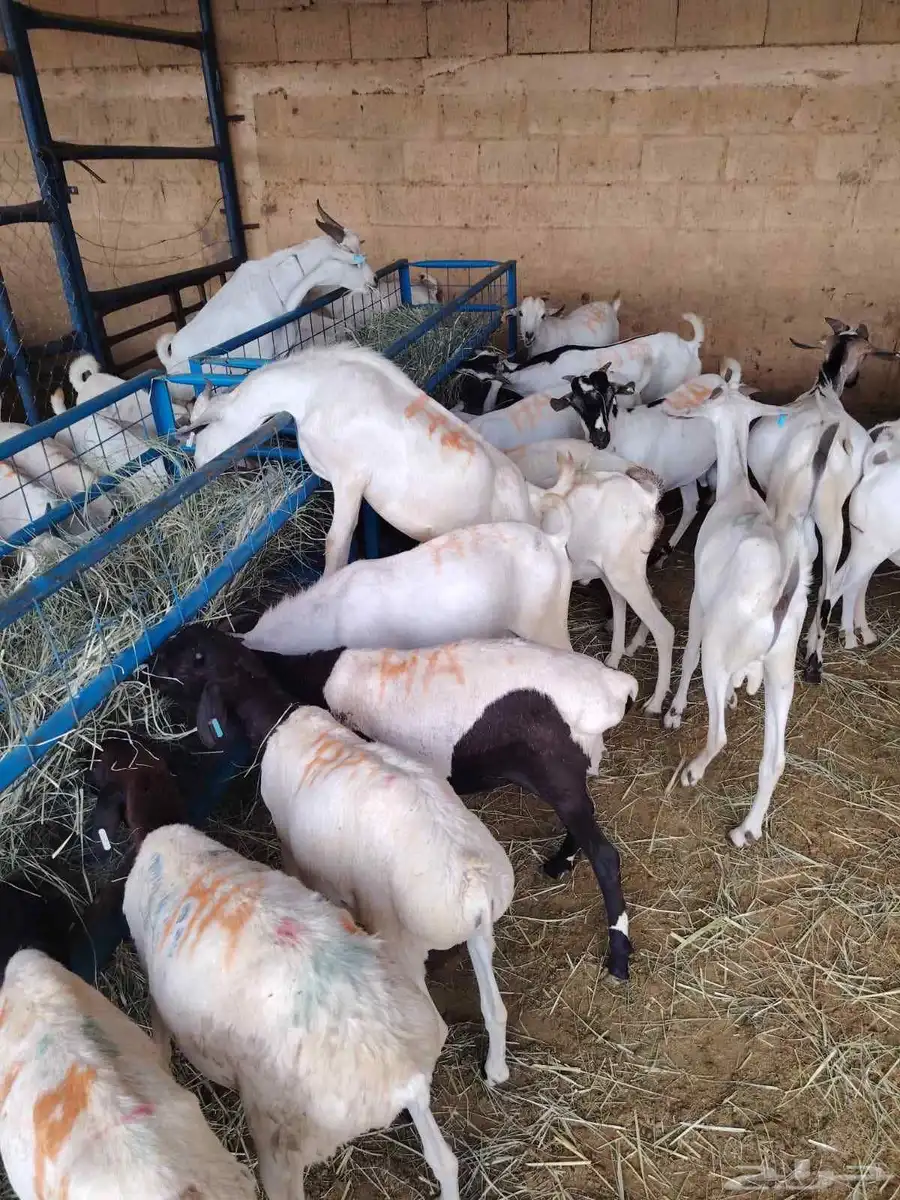 غنم برابر و تيوس و سواكني و نعيمي 5