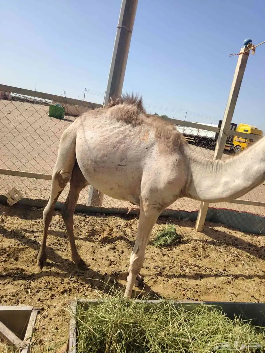 برابر وتيوس وسواكن وقعود صومالية مناسبه للاعراس والمناسبات 1