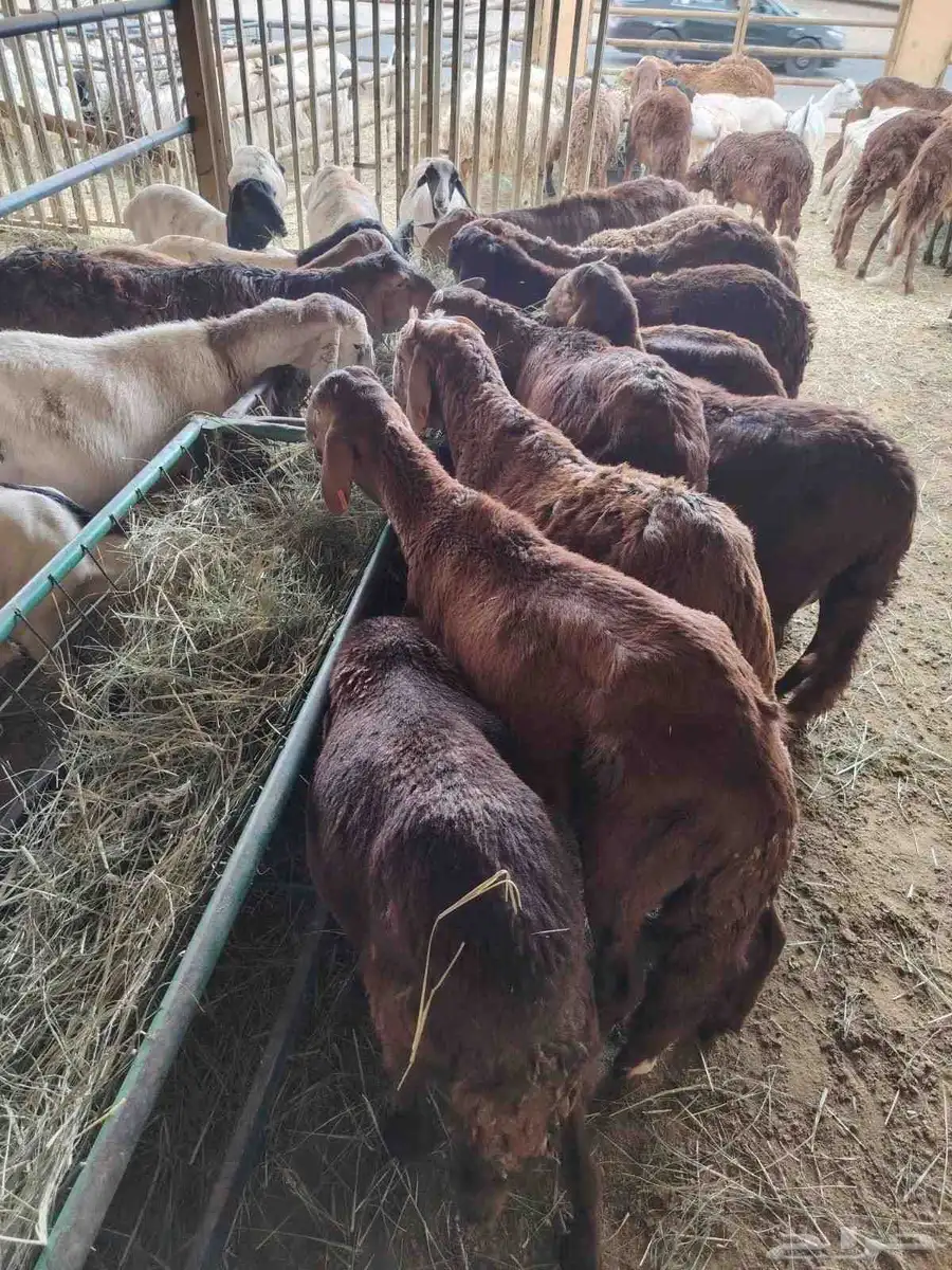 غنم برابر و تيوس و سواكني و نعيمي 9