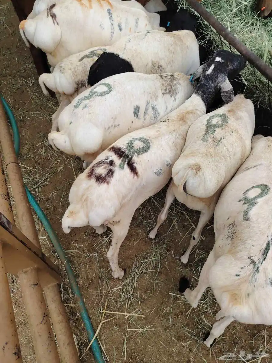 غنم برابر و تيوس و سواكني و نعيمي 1