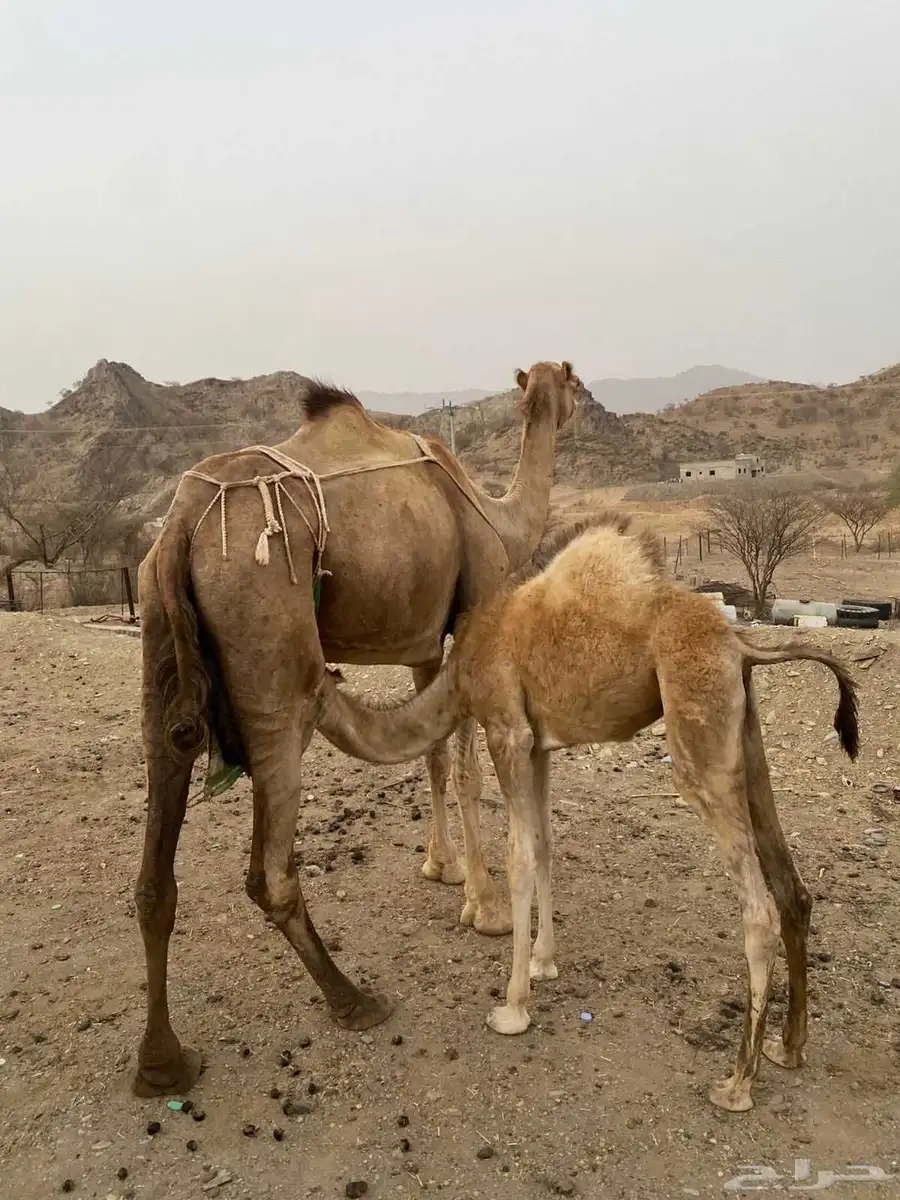 ناقة عاديه للبيع تحتها بكره 4