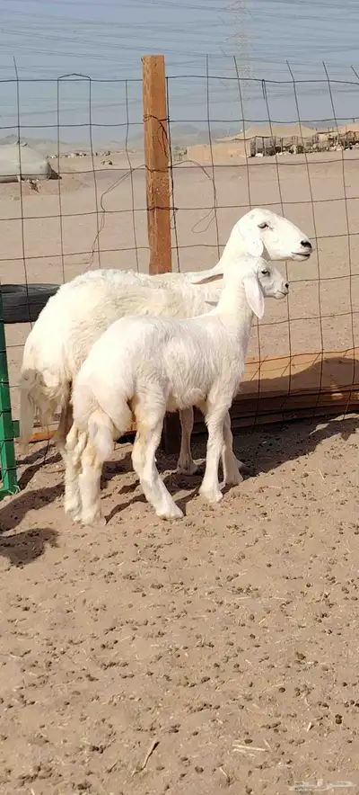 نعجه حريه صنف تحتها رخل 0