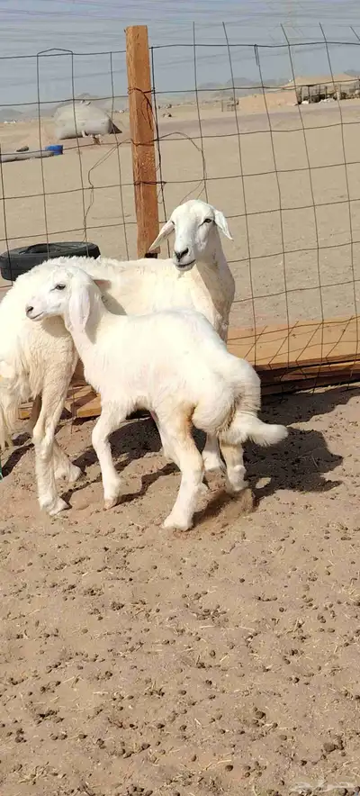 نعجه حريه صنف تحتها رخل 1