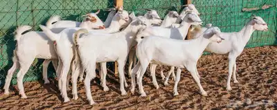 جفار بيشيه برص فواخر تم البيع 3