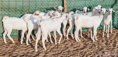 جفار بيشيه برص فواخر تم البيع 5