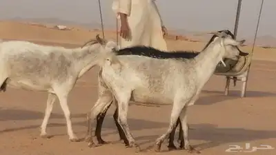 معزا بيشية جنب دفيع ماعز بيشي حدها سمح من 820 14
