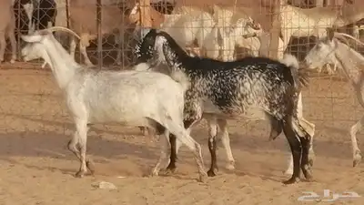 معزا بيشية جنب دفيع ماعز بيشي حدها سمح من 820 3